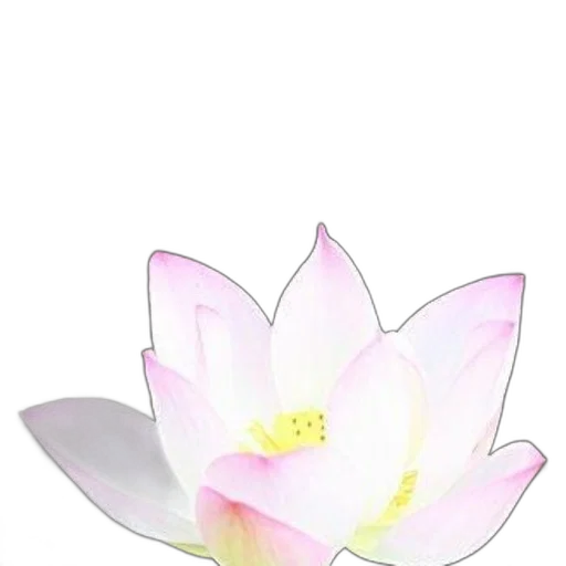 flower, crown, jewelry, staff transparent PNG cut-out