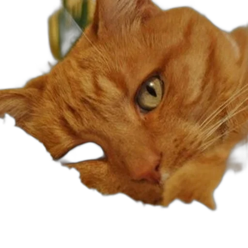 animal, dragon, creature, face transparent PNG cut-out