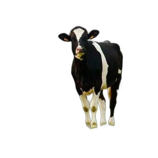 animal, creature, food, face transparent PNG cut-out