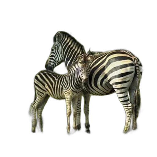 animal, furniture, jewelry, creature transparent PNG cut-out