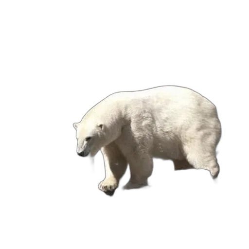 animal, creature, food, weapon transparent PNG cut-out