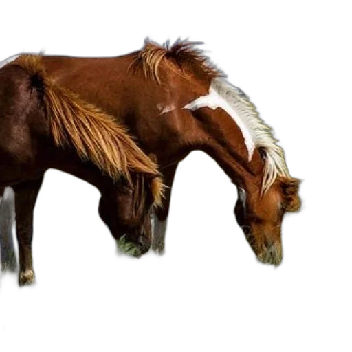 animal, hair, creature, weapon transparent PNG cut-out