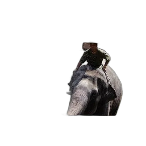 animal, hat, staff, creature transparent PNG cut-out