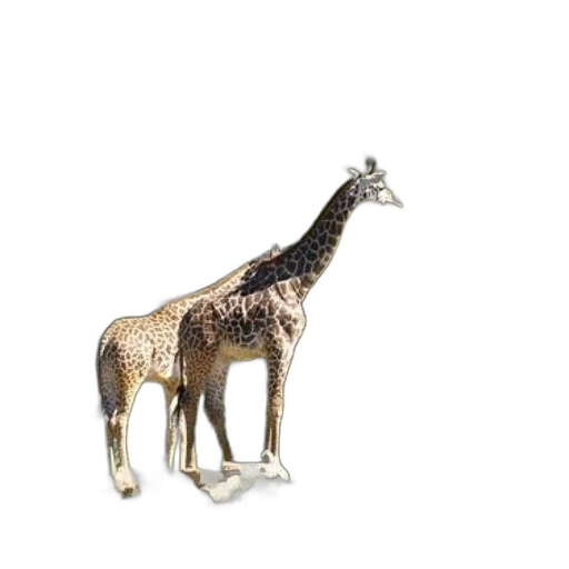 animal, jewelry, creature, furniture transparent PNG cut-out
