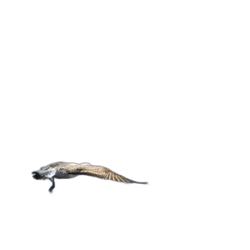 dragon, animal, creature, hair transparent PNG cut-out