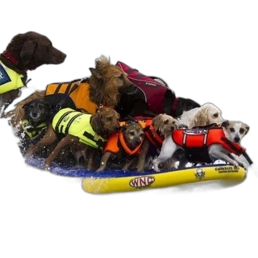 shoes, jacket, group, dogs transparent PNG cut-out