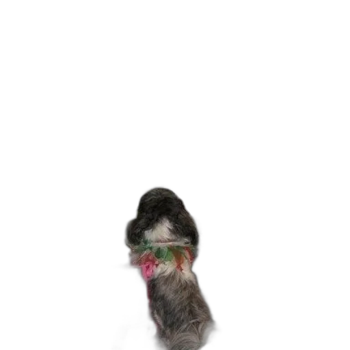 animal, hat, staff, creature transparent PNG cut-out