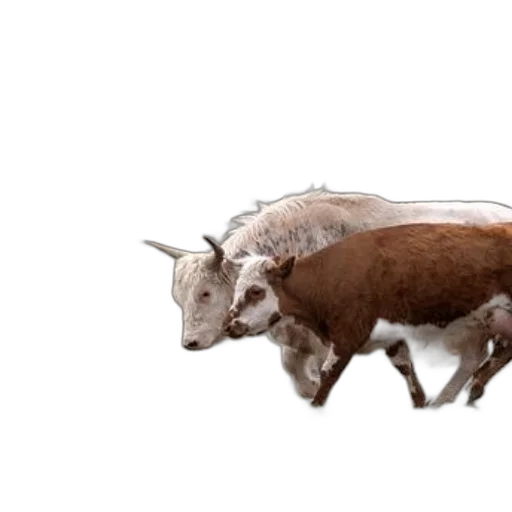 animal, creature, weapon, car transparent PNG cut-out