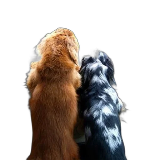 animal, hair, photorealistic, 3d render transparent PNG cut-out