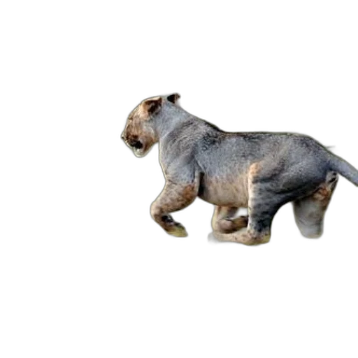 animal, creature, hair, staff transparent PNG cut-out