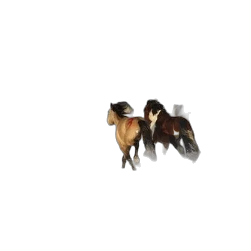 animal, hair, creature, jewelry transparent PNG cut-out