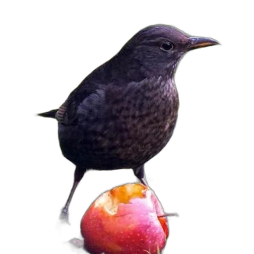 food, animal, staff, creature transparent PNG cut-out