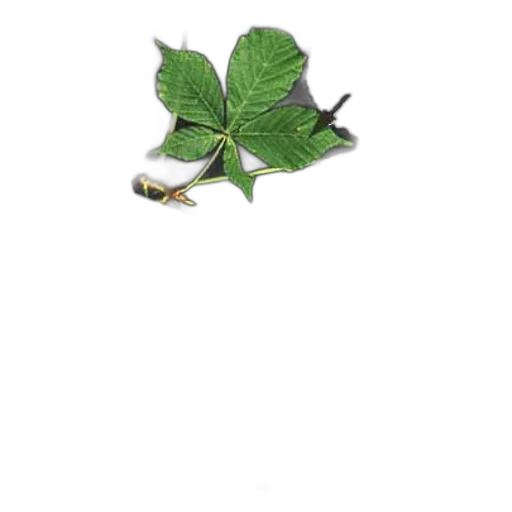 dragon, staff, flower, food transparent PNG cut-out