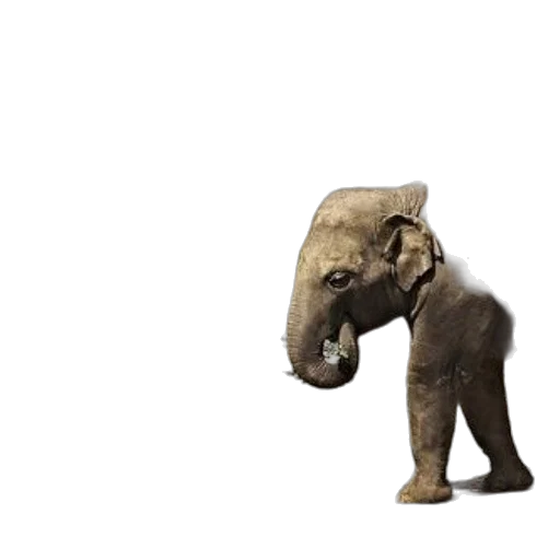 animal, creature, staff, mask transparent PNG cut-out