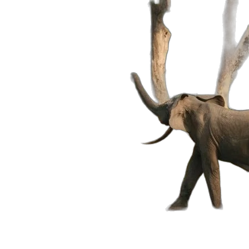 animal, creature, staff, crown transparent PNG cut-out
