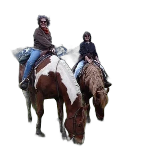 jacket, animal, hat, creature transparent PNG cut-out