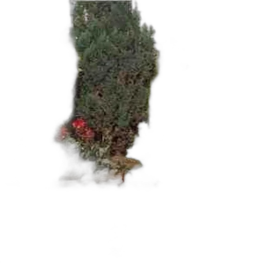 tree, creature, animal, dragon transparent PNG cut-out