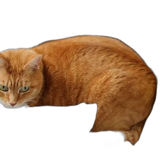 animal, creature, furniture, staff transparent PNG cut-out