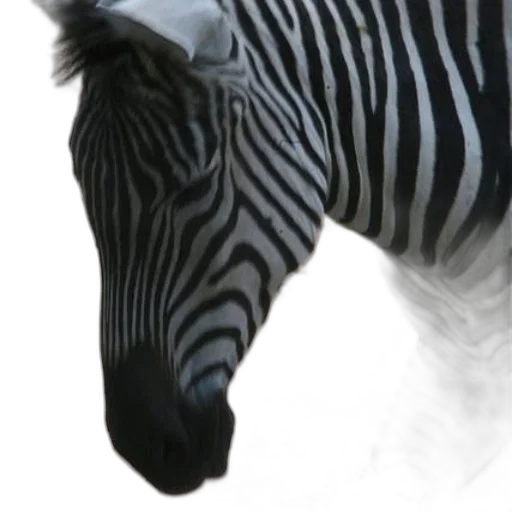 animal, creature, face, staff transparent PNG cut-out