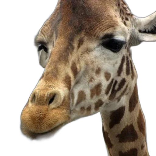 animal, face, creature, staff transparent PNG cut-out