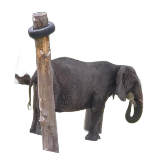staff, animal, weapon, jewelry transparent PNG cut-out