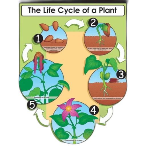 illustration, life, cycle, plant transparent PNG cut-out