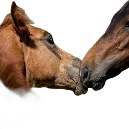 animal, food, photorealistic, tender transparent PNG cut-out