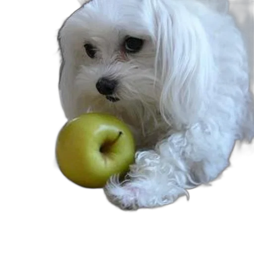 food, animal, creature, staff transparent PNG cut-out