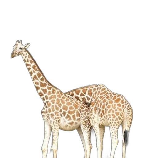 animal, creature, staff, jewelry transparent PNG cut-out