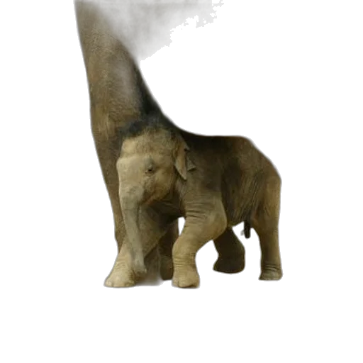 animal, creature, staff, concept art transparent PNG cut-out