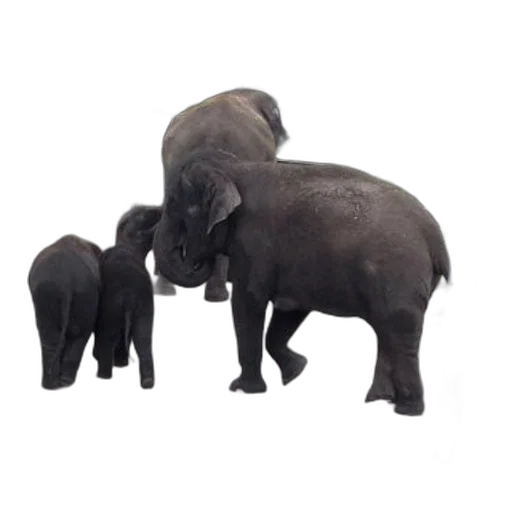 animal, 3d render, photorealistic, concept art transparent PNG cut-out