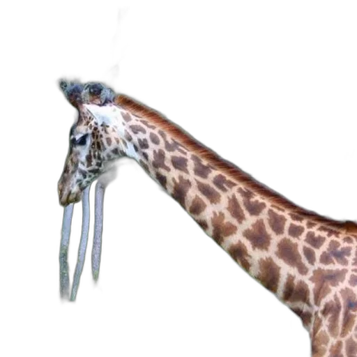 animal, staff, weapon, creature transparent PNG cut-out