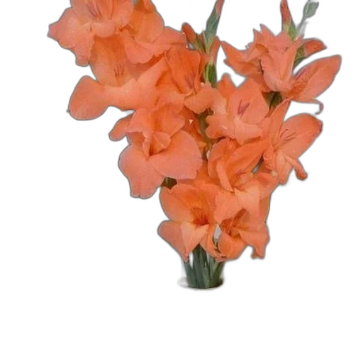 flower, crown, jewelry, staff transparent PNG cut-out