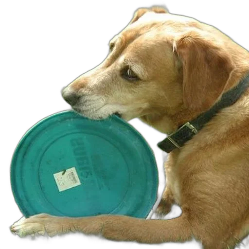 food, animal, dog, green transparent PNG cut-out