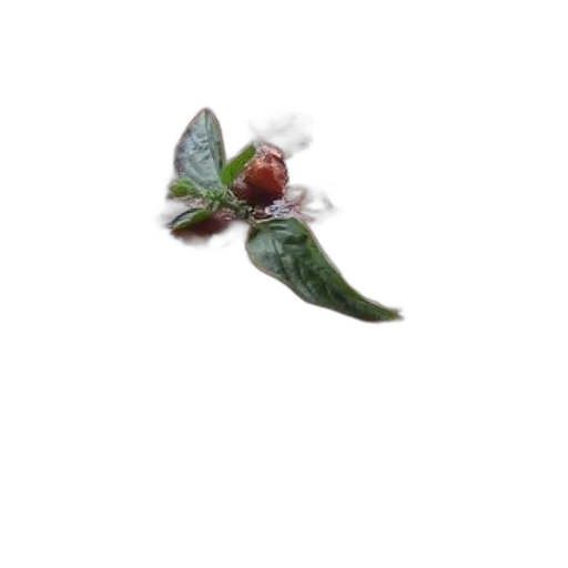 flower, staff, crown, food transparent PNG cut-out