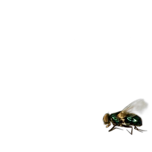 animal, creature, robot, jewelry transparent PNG cut-out