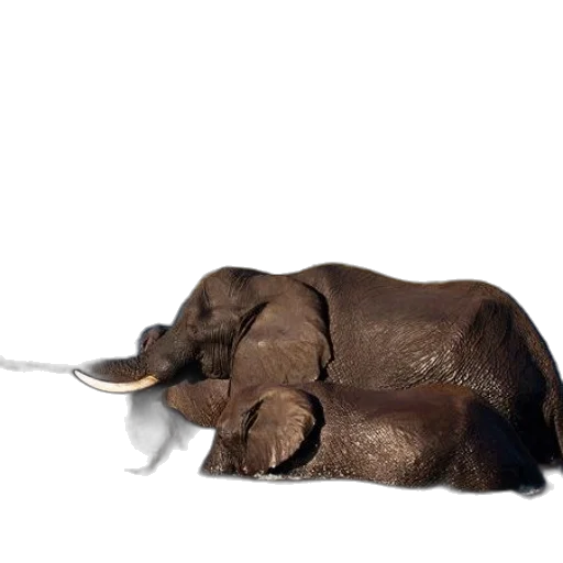 animal, staff, creature, hat transparent PNG cut-out