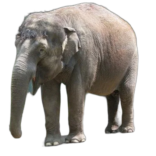 animal, creature, staff, weapon transparent PNG cut-out