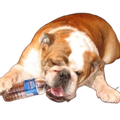 bottle, animal, food, creature transparent PNG cut-out