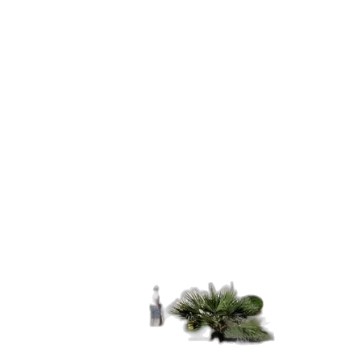 tree, bottle, weapon, hair transparent PNG cut-out