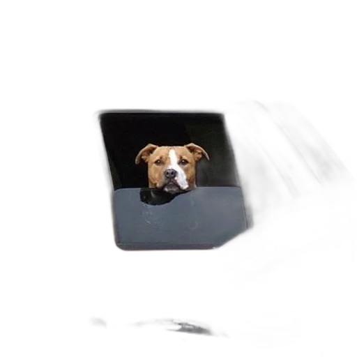animal, staff, hat, face transparent PNG cut-out