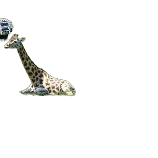 animal, shoes, creature, car transparent PNG cut-out