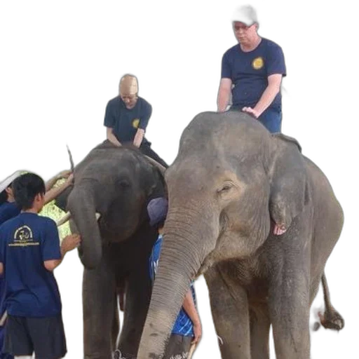 staff, people, interacting, elephants transparent PNG cut-out
