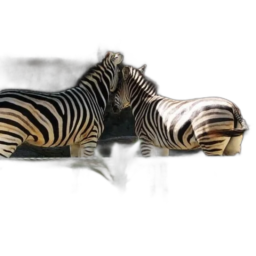 jewelry, animal, furniture, shoes transparent PNG cut-out