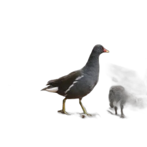 animal, creature, food, concept art transparent PNG cut-out