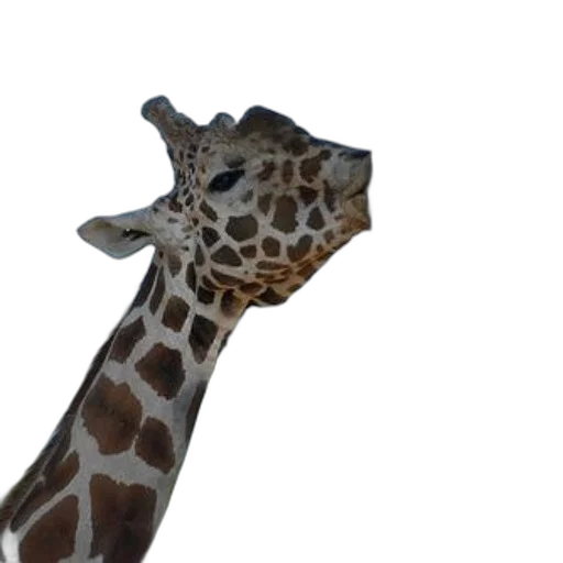 animal, staff, creature, face transparent PNG cut-out