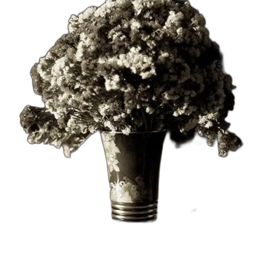 flower, tree, crown, umbrella transparent PNG cut-out