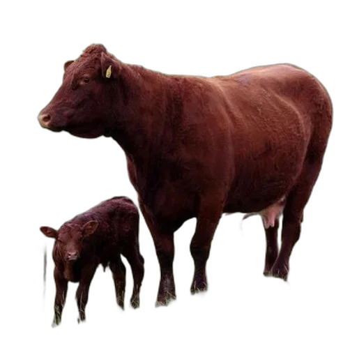 animal, creature, food, photorealistic transparent PNG cut-out