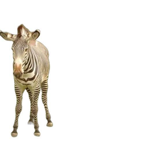 animal, creature, furniture, jewelry transparent PNG cut-out
