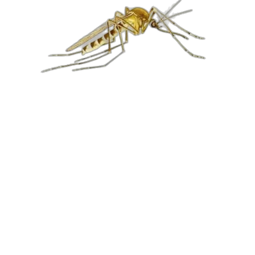animal, creature, weapon, jewelry transparent PNG cut-out